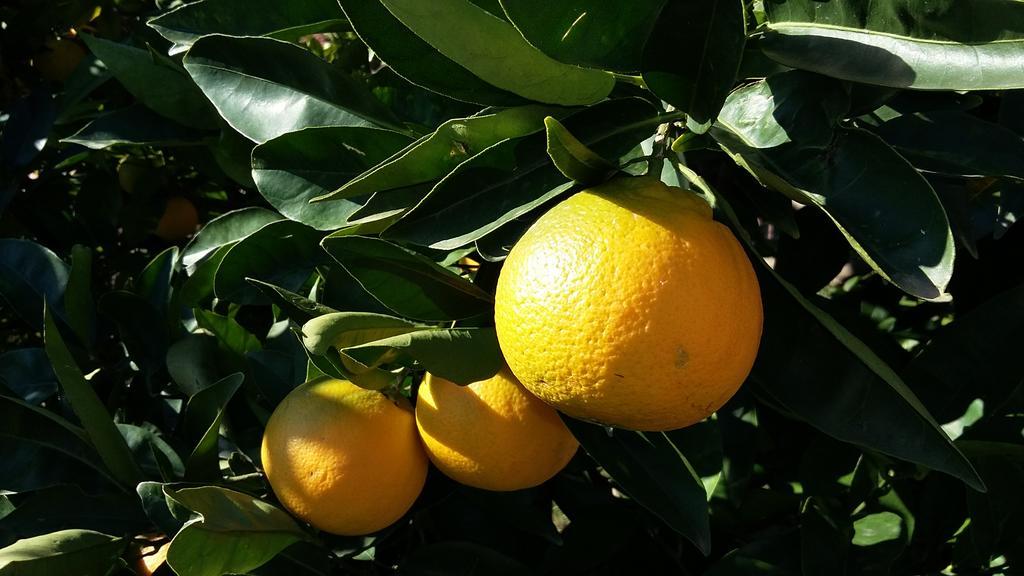 Apartment Orange Tree 포르토로즈 외부 사진